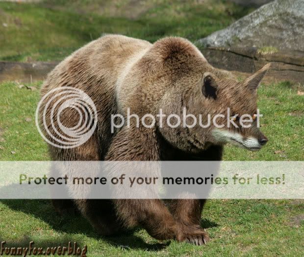 Un Ourenars , étrange mélange d'un ours et d'un renard Un Ourenars , étrange mélange d'un ours et d'un renard