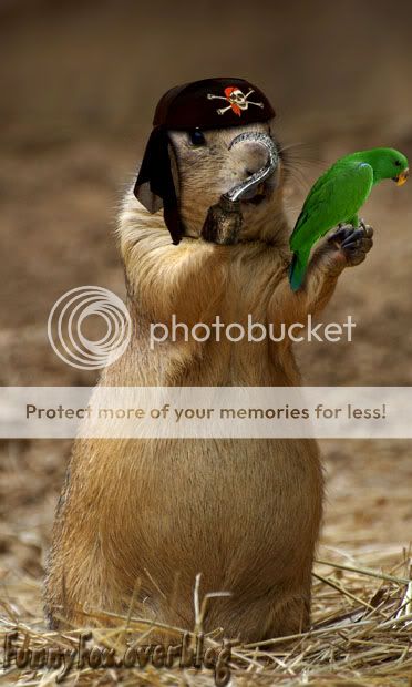 Chien de Prairie Pirate avec son crochet http://i888.photobucket.com/albums/ac82/funnyfoximages2/Prairie_Dog_Pirate.jpg