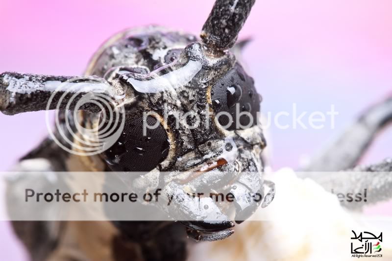 IMAGE: http://i888.photobucket.com/albums/ac83/MohammedAgha/Macro/Protrait.jpg