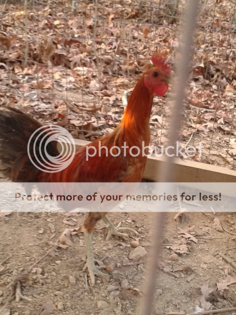 Eslin+Red+Quill+Gamefowl Eslin Red Quill Gamefowl http://www.sabong.net.ph/forum/showthread.php ...